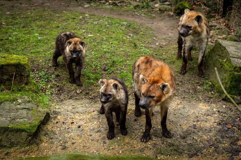 ZOO Planckendael / Jonas Verhulst