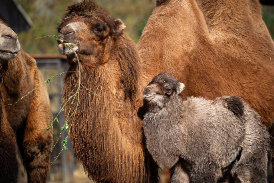 ZOO Planckendael / Jonas Verhulst