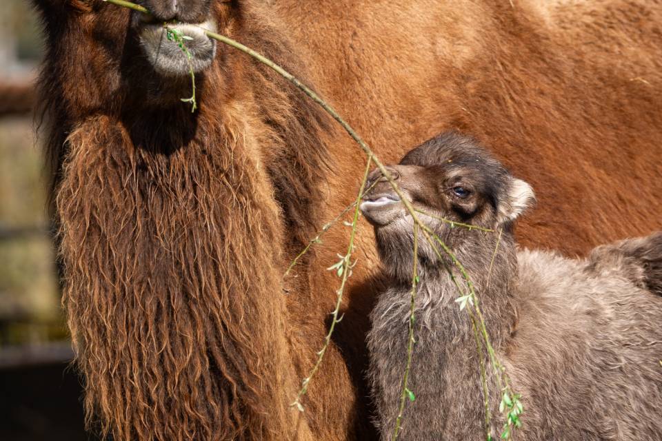 ZOO Planckendael / Jonas Verhulst