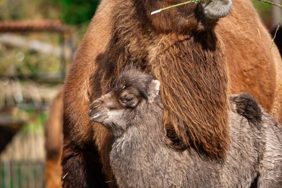 ZOO Planckendael / Jonas Verhulst