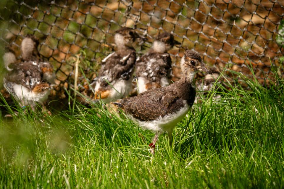 ZOO Planckendael - Jonas Verhulst