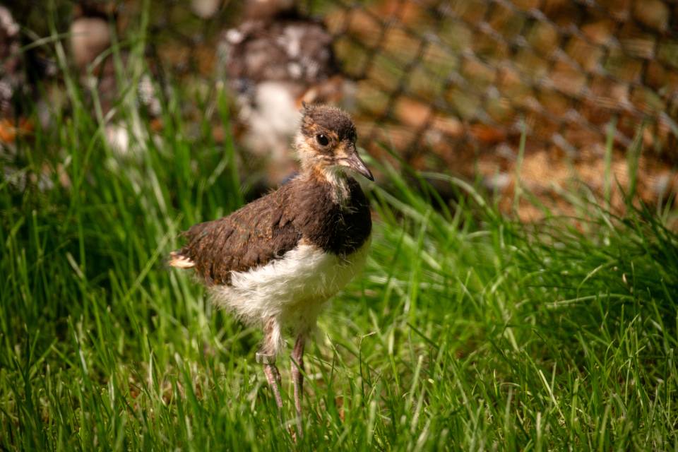ZOO Planckendael - Jonas Verhulst