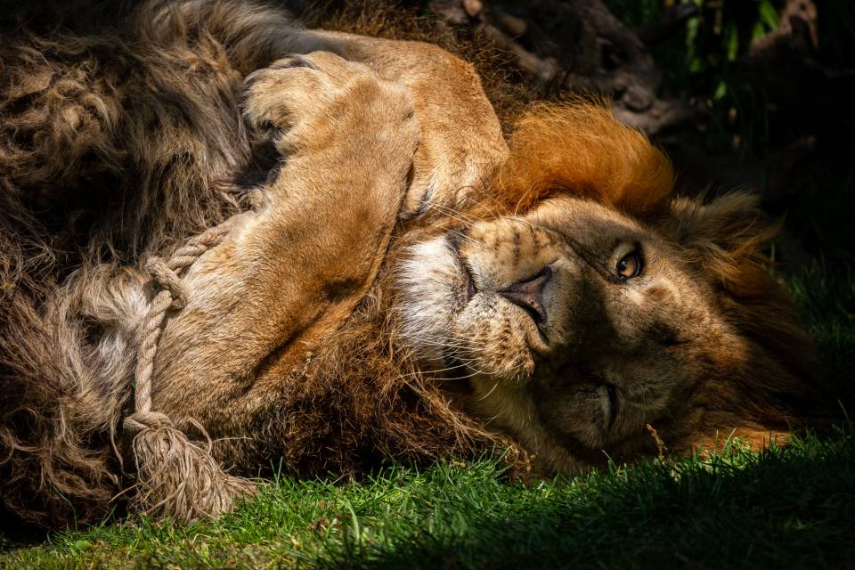 ZOO Planckendael / Jonas Verhulst