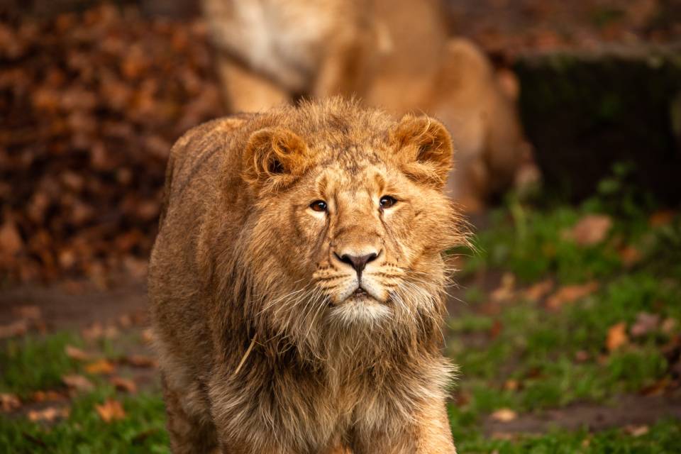 ZOO Planckendael / Jonas Verhulst