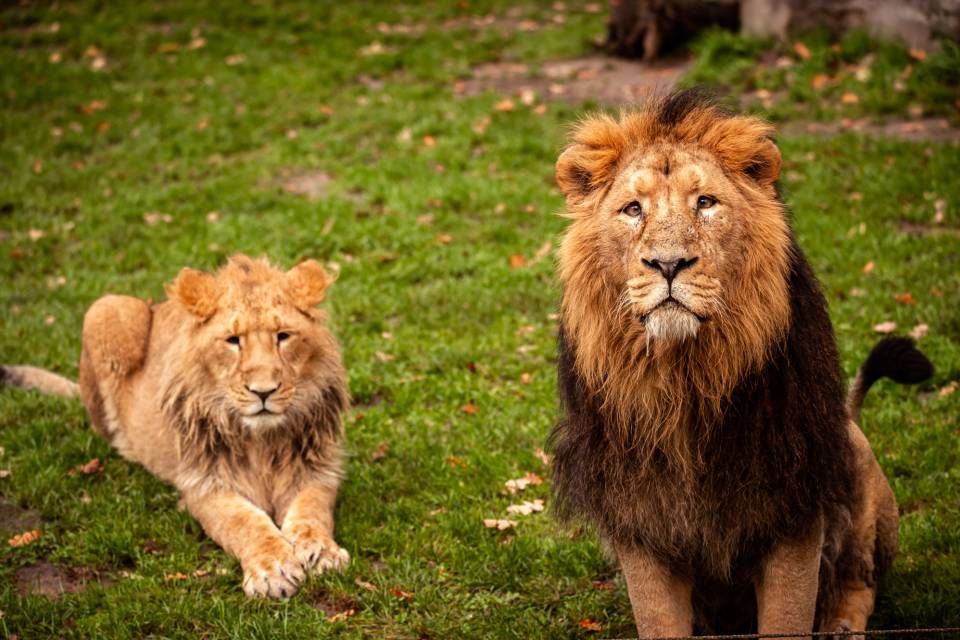 ZOO Planckendael / Jonas Verhulst