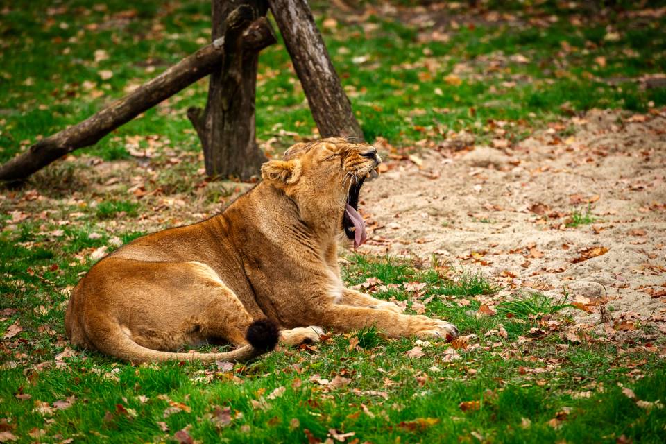ZOO Planckendael / Jonas Verhulst