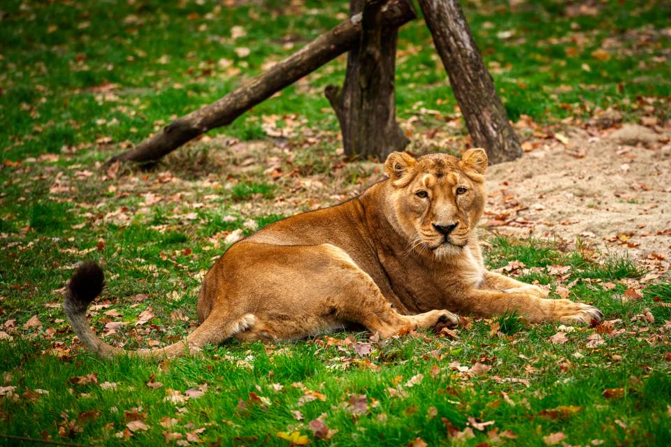 ZOO Planckendael / Jonas Verhulst