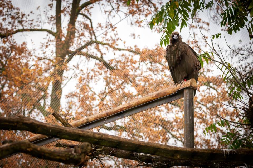 ZOO Planckendael / Jonas Verhulst