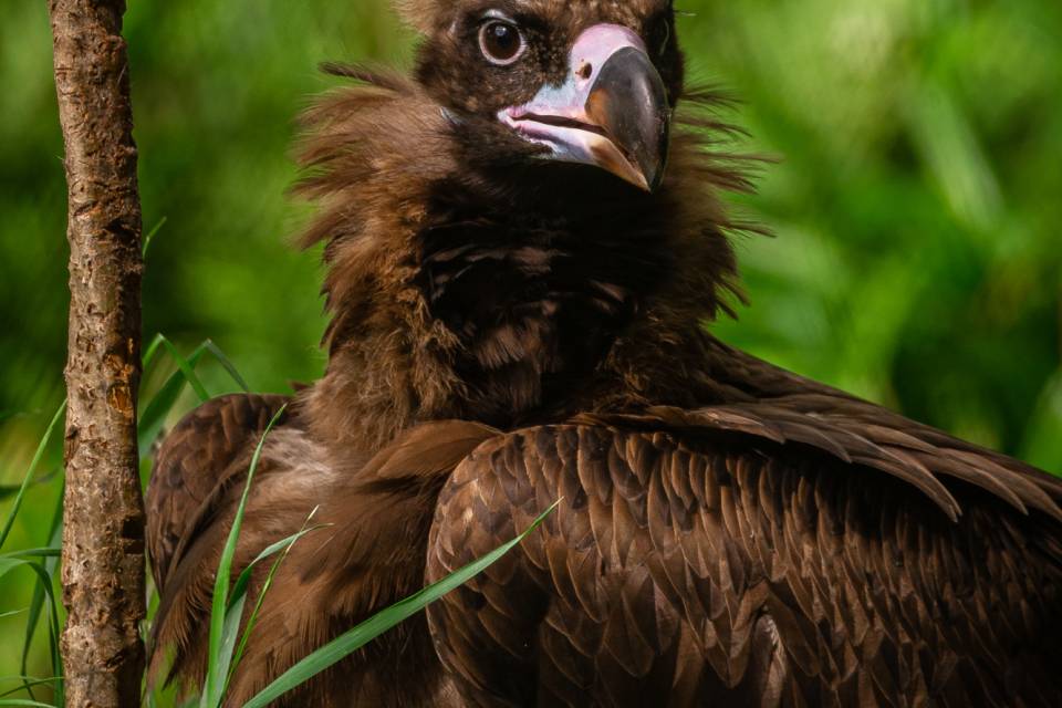 ZOO Planckendael / Jonas Verhulst