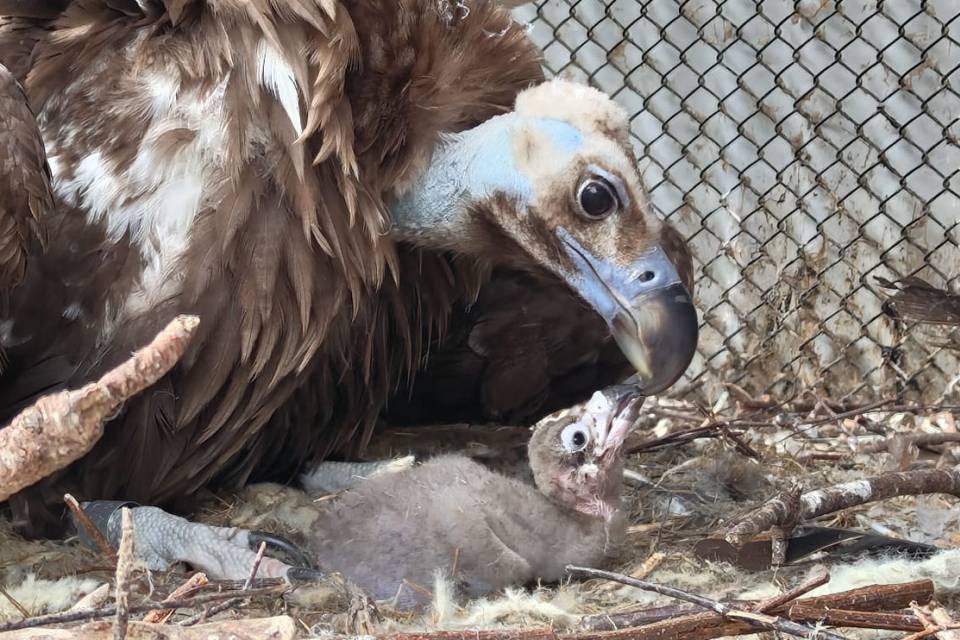 ZOO Planckendael