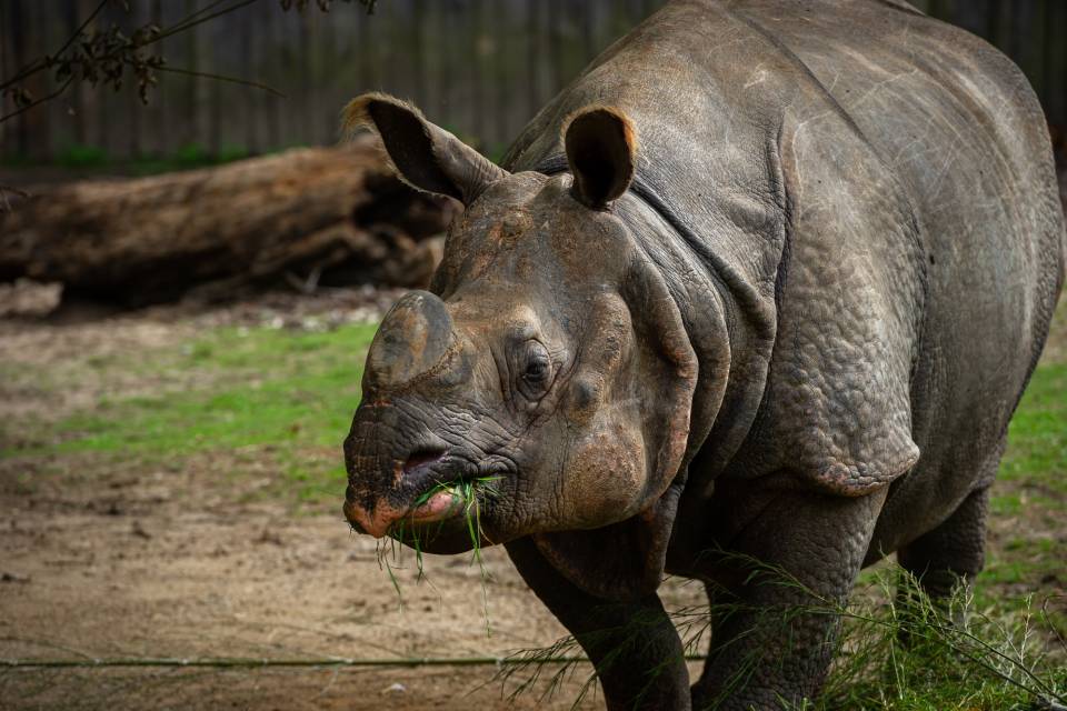 ZOO Planckendael / Jonas Verhulst