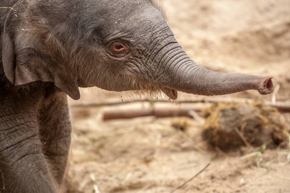 ZOO Planckendael / Jonas Verhulst