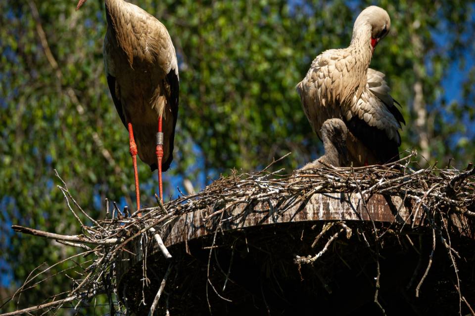 ZOO Planckendael / Jonas Verhulst