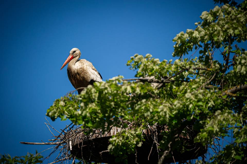 ZOO Planckendael / Jonas Verhulst