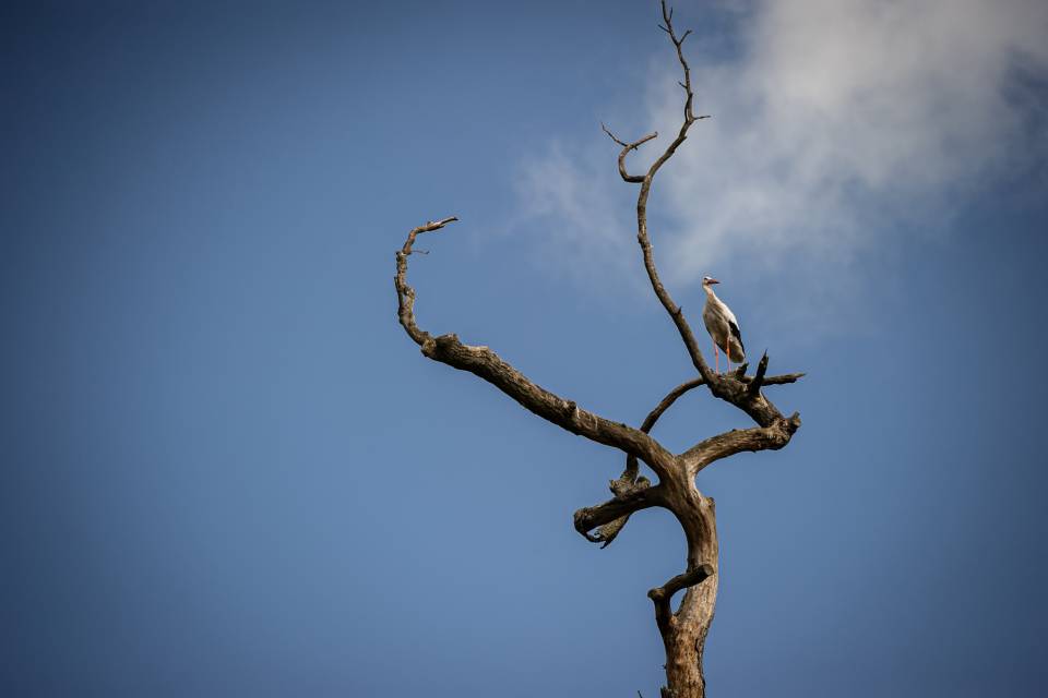 ZOO Planckendael / Jonas Verhulst