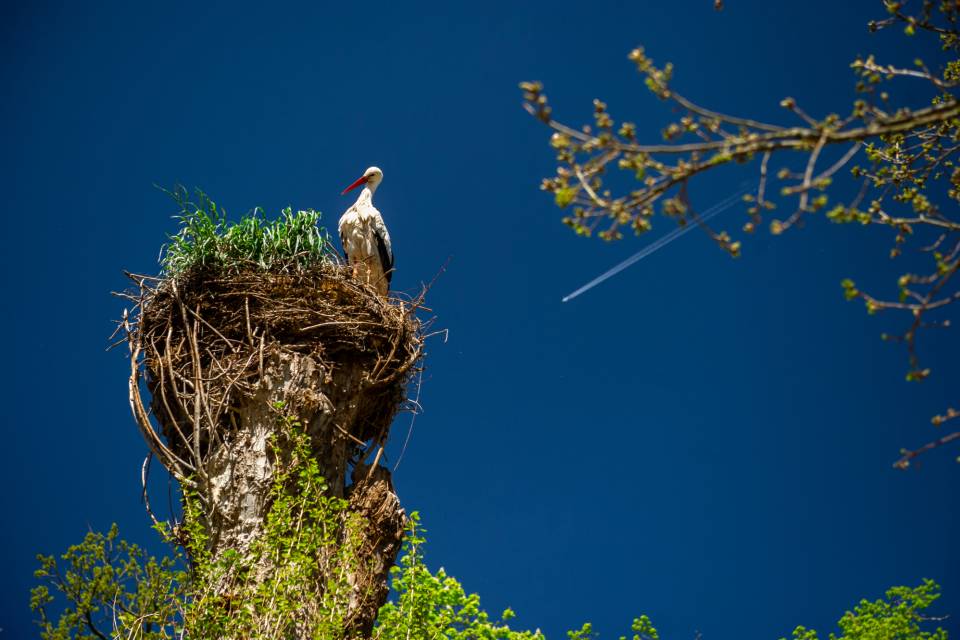 ZOO Planckendael / Jonas Verhulst