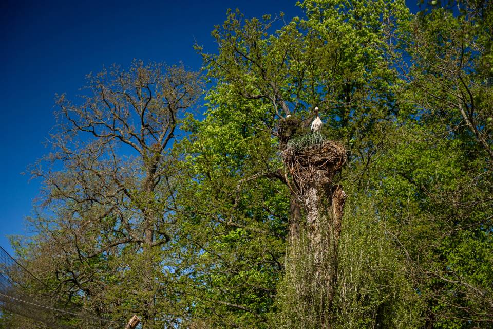 ZOO Planckendael / Jonas Verhulst