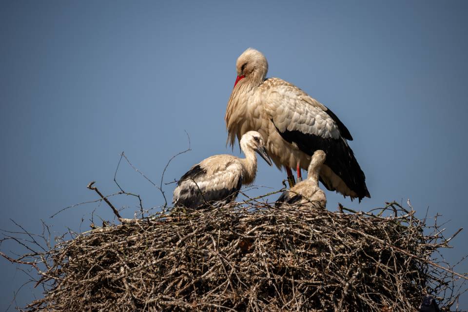 ZOO Planckendael / Jonas Verhulst