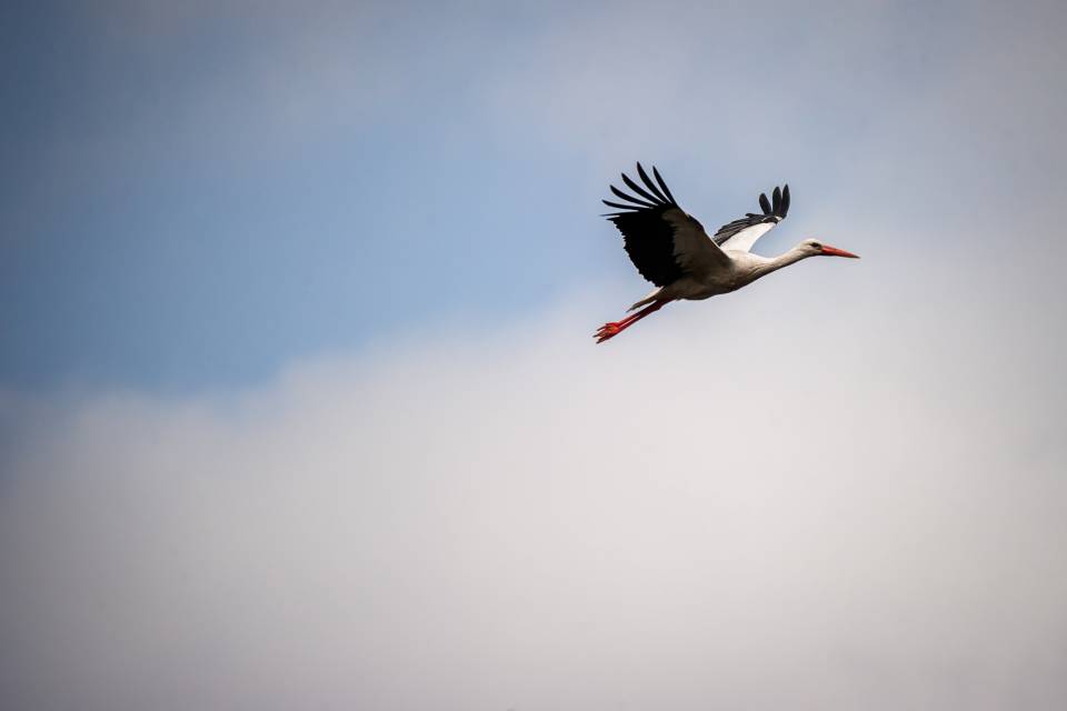 ZOO Planckendael / Jonas Verhulst