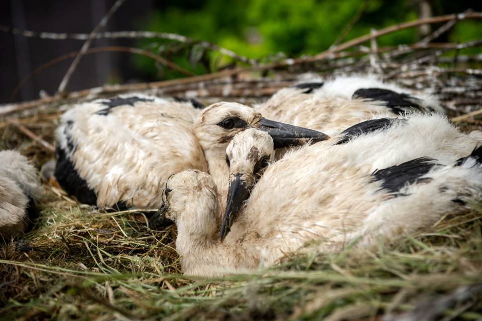 ZOO Planckendael / Jonas Verhulst