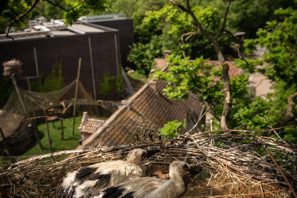 ZOO Planckendael / Jonas Verhulst