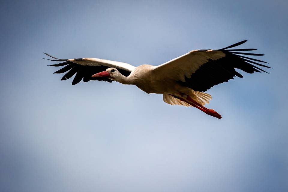 ZOO Planckendael / Jonas Verhulst