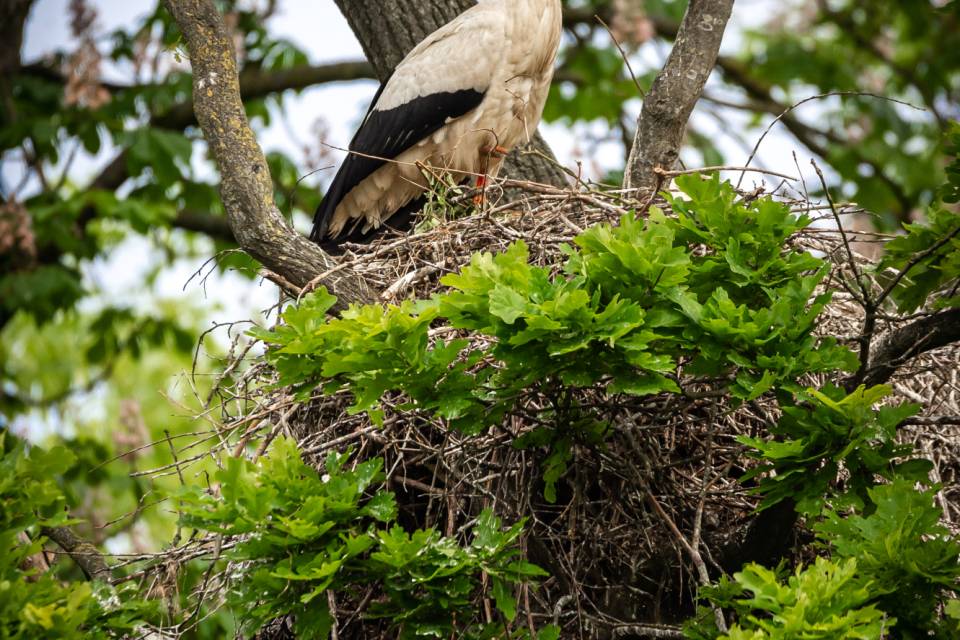 ZOO Planckendael - Jonas Verhulst