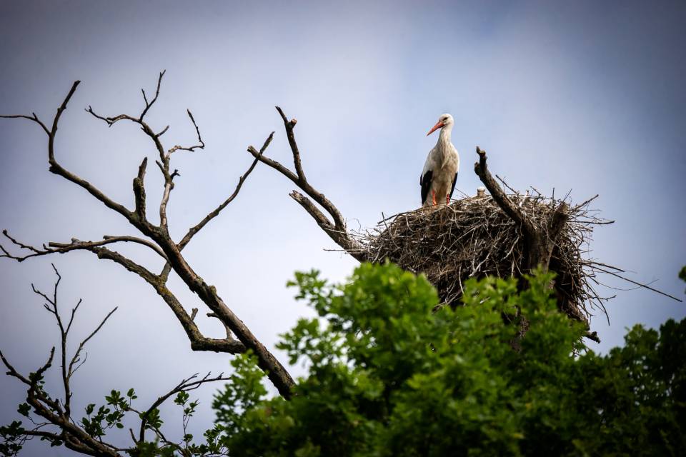 ZOO Planckendael / Jonas Verhulst