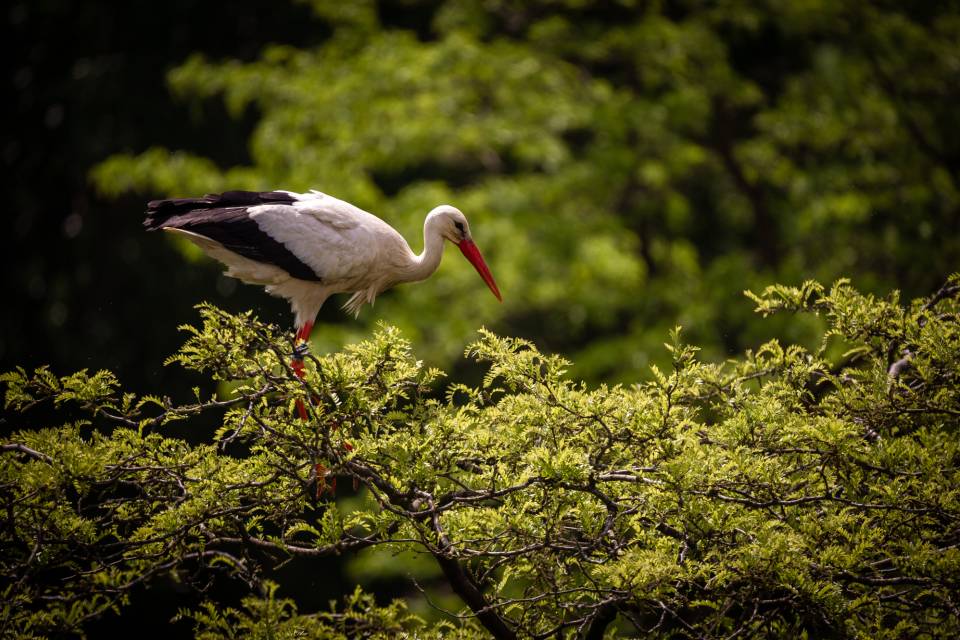 ZOO Planckendael - Jonas Verhulst