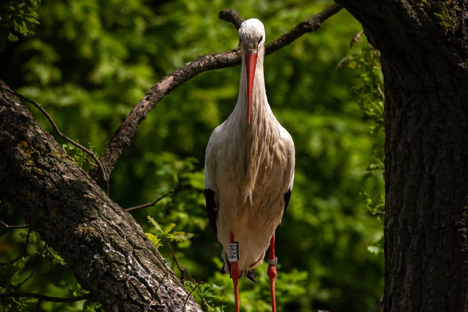 ZOO Planckendael / Jonas Verhulst