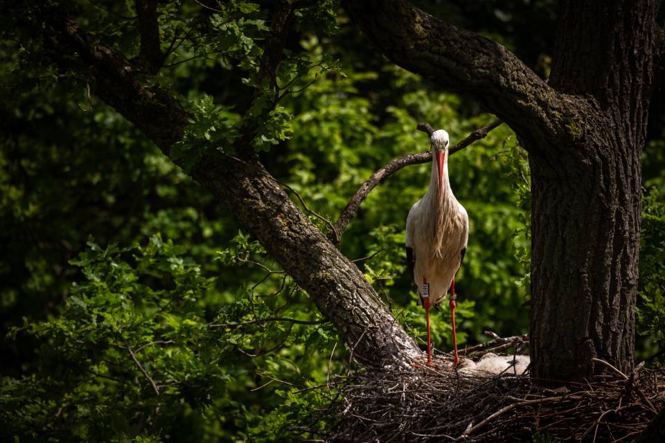 ZOO Planckendael / Jonas Verhulst