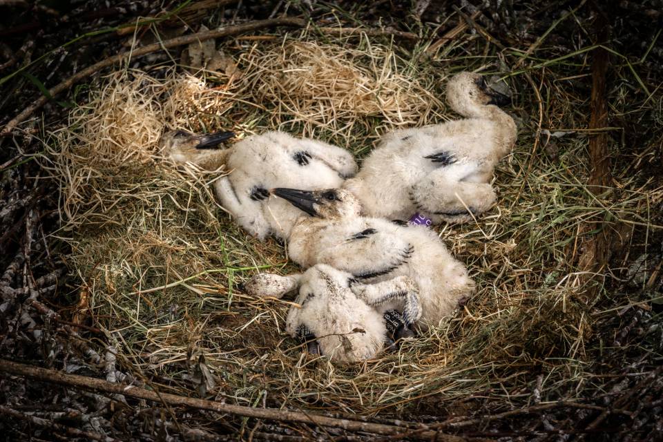 ZOO Planckendael / Jonas Verhulst