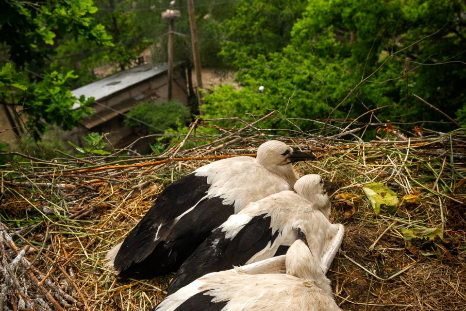 ZOO Planckendael / Jonas Verhulst