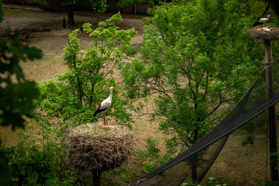 ZOO Planckendael / Jonas Verhulst