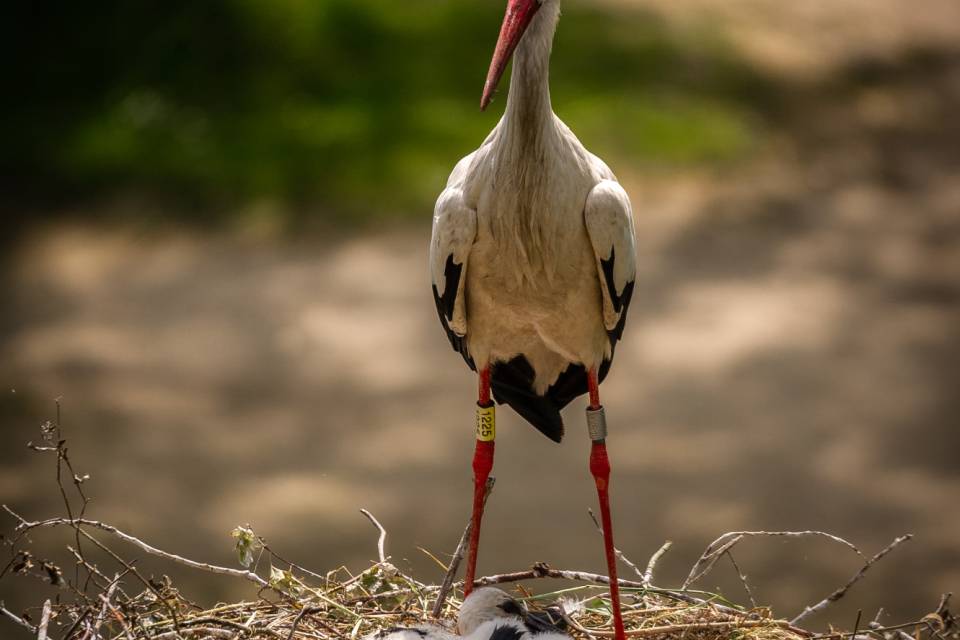 ZOO Planckendael / Jonas Verhulst