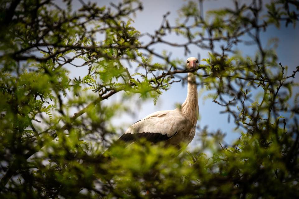 ZOO Planckendael / Jonas Verhulst