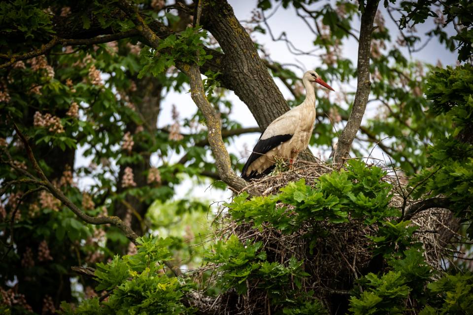ZOO Planckendael / Jonas Verhulst