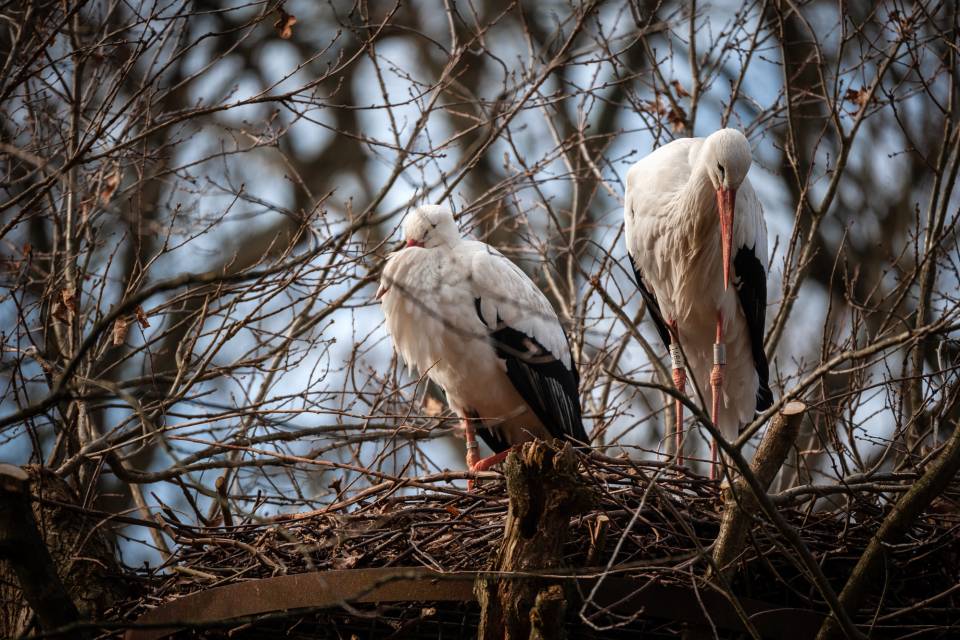 ZOO Planckendael / Jonas Verhulst