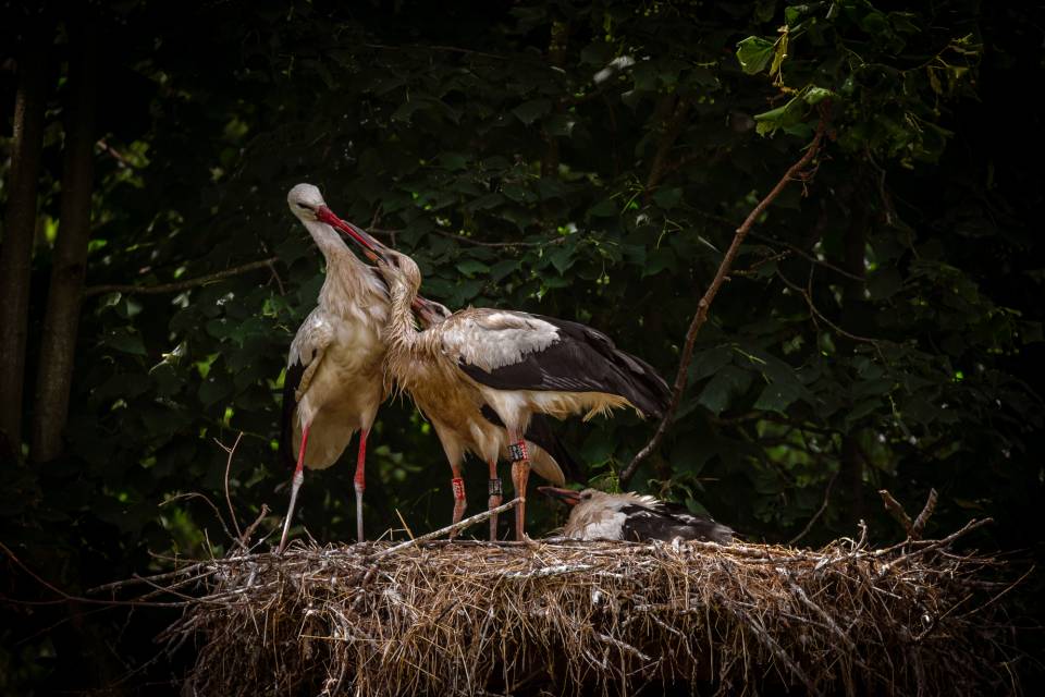 ZOO Planckendael / Jonas Verhulst