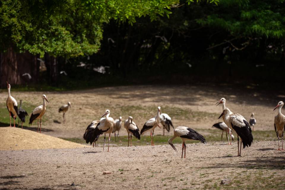 ZOO Planckendael / Jonas Verhulst