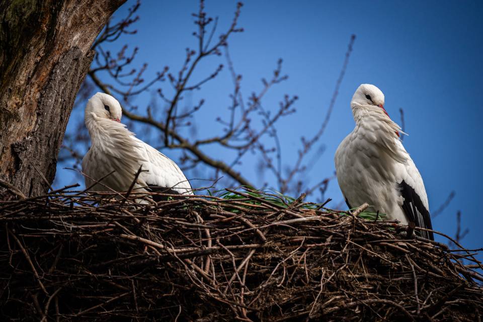 ZOO Planckendael / Jonas Verhulst