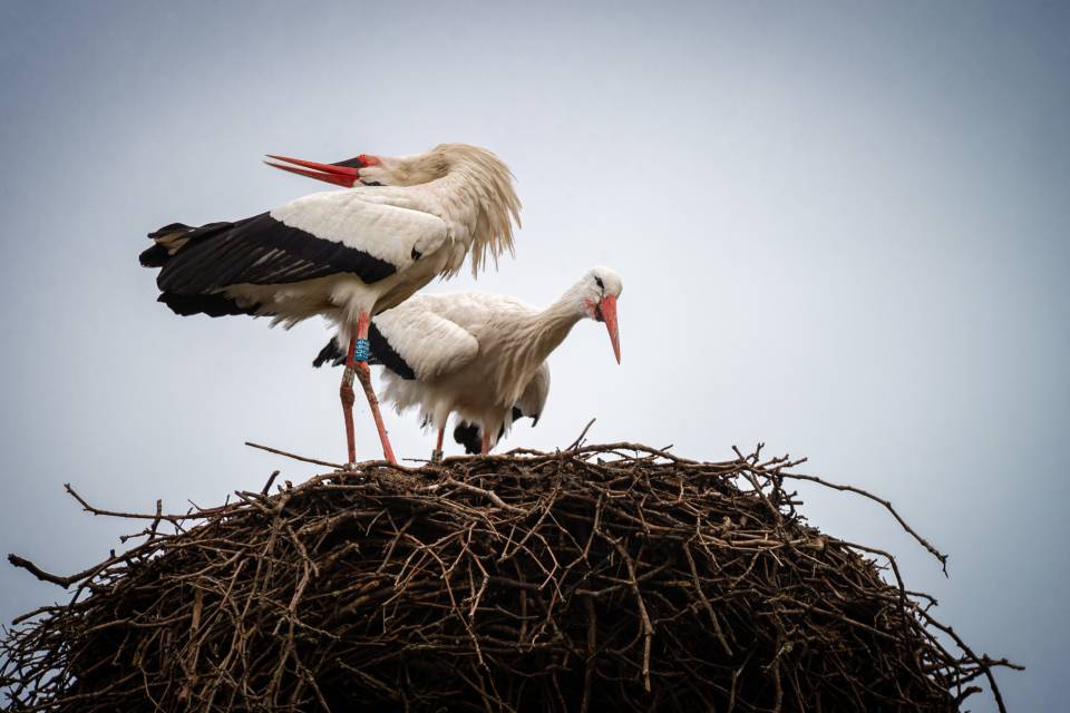 ZOO Planckendael / Jonas Verhulst