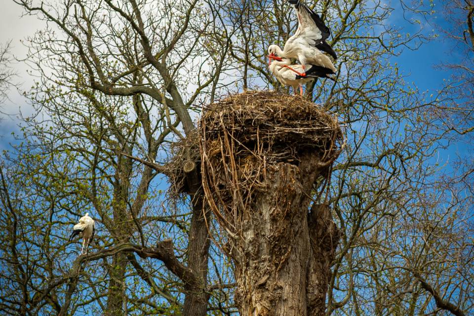 ZOO Planckendael / Jonas Verhulst