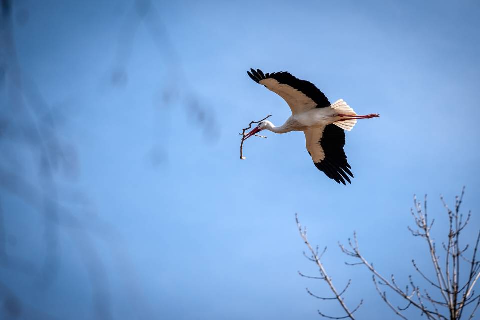 ZOO Planckendael / Jonas Verhulst