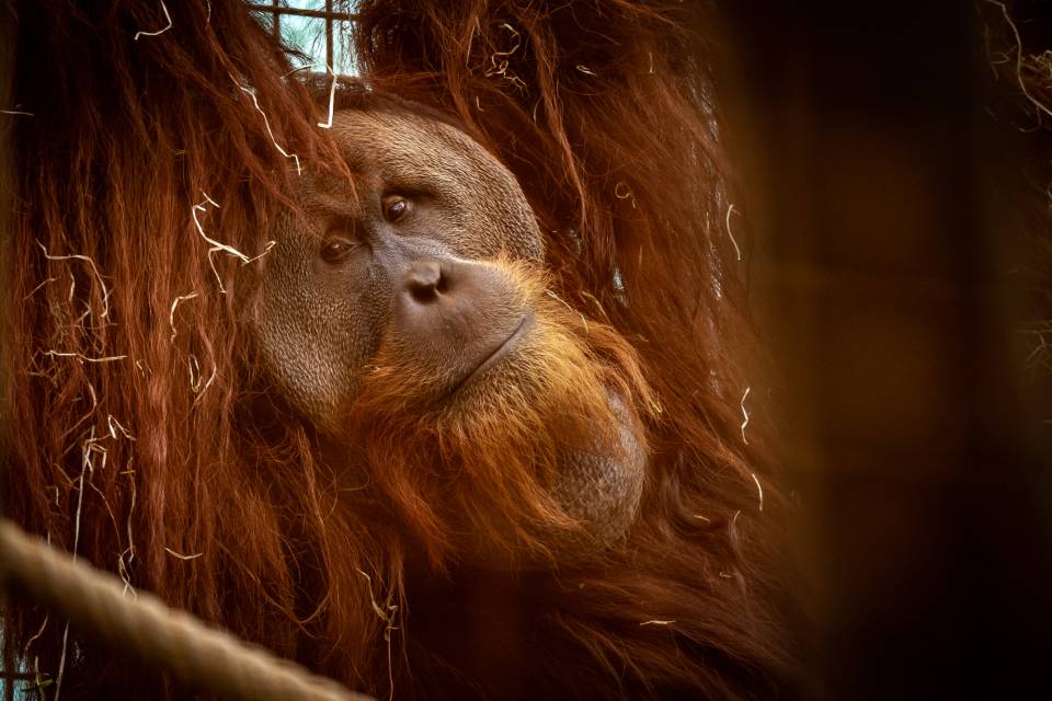 ZOO Planckendael / Jonas Verhulst