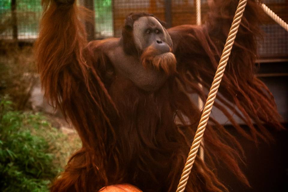 ZOO Planckendael / Jonas Verhulst