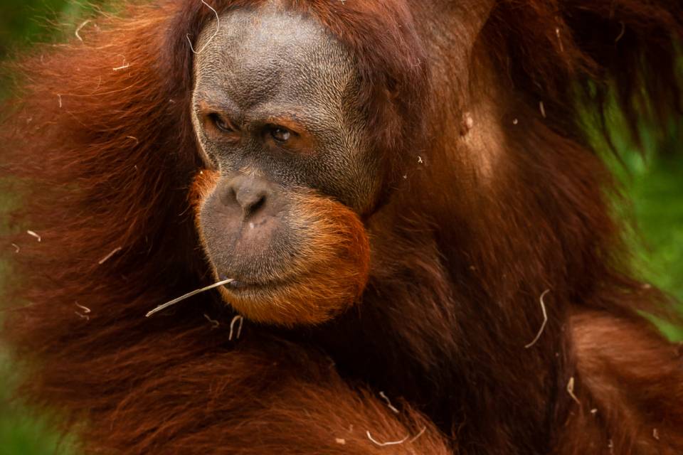 ZOO Planckendael / Jonas Verhulst