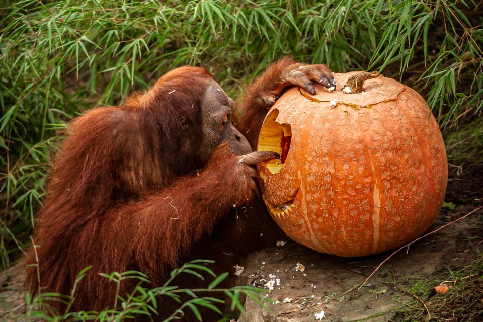 ZOO Planckendael / Jonas Verhulst
