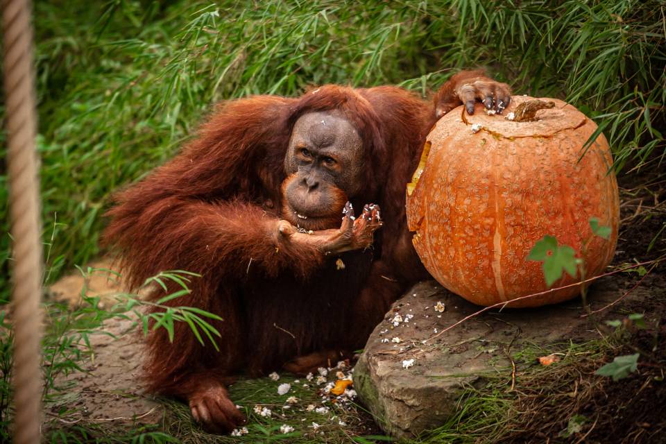 ZOO Planckendael / Jonas Verhulst