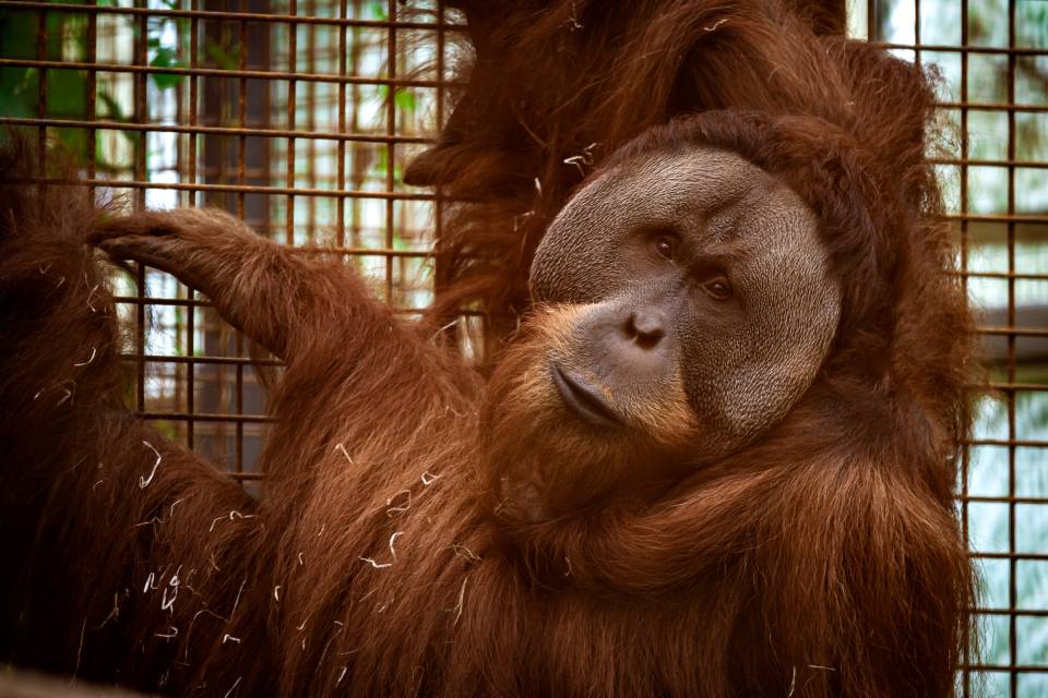 ZOO Planckendael / Jonas Verhulst